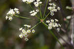 Stiff cowbane